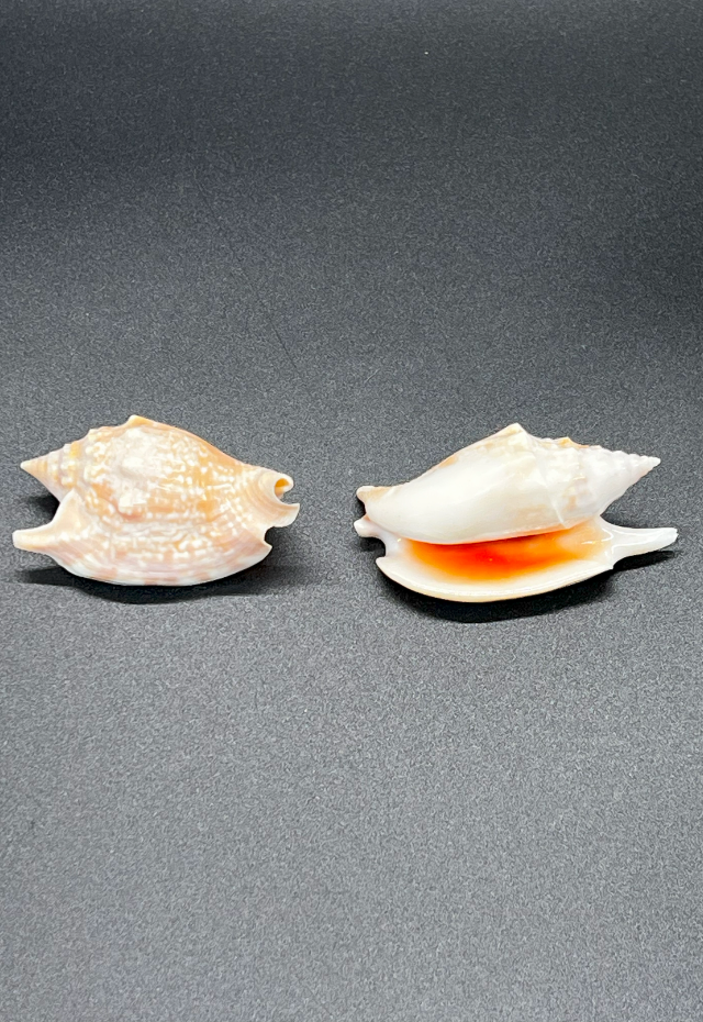 Strombus Bulla, Philippines