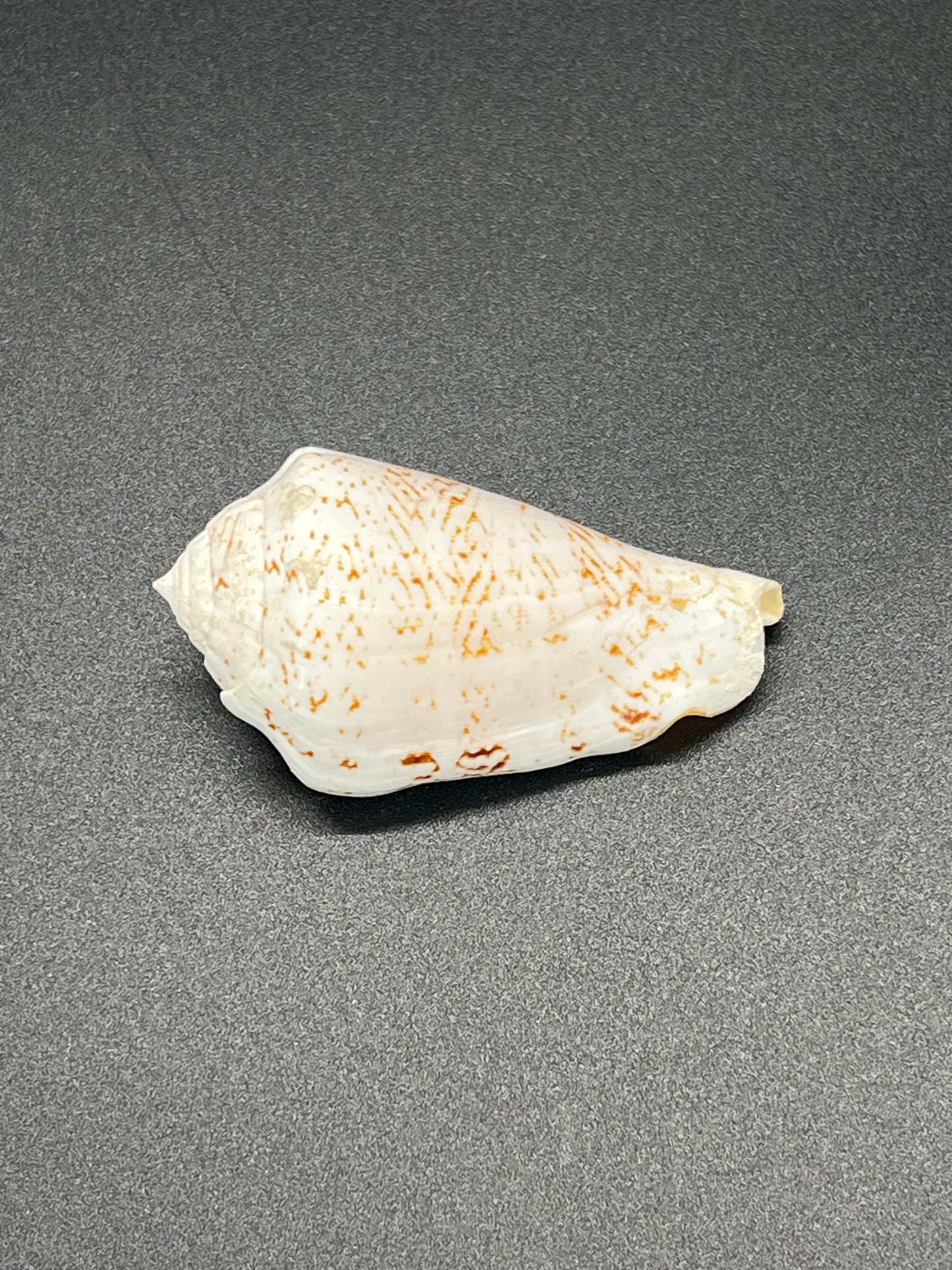 Strombus Decorus, Mauritius