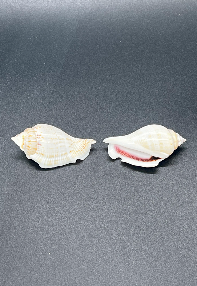 Strombus Gibberulus, Mauritius