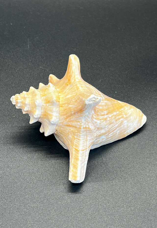 Strombus Gigas, Haiti