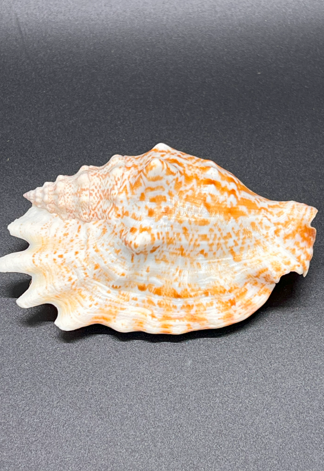 Strombus Sinnuatus, Philippines