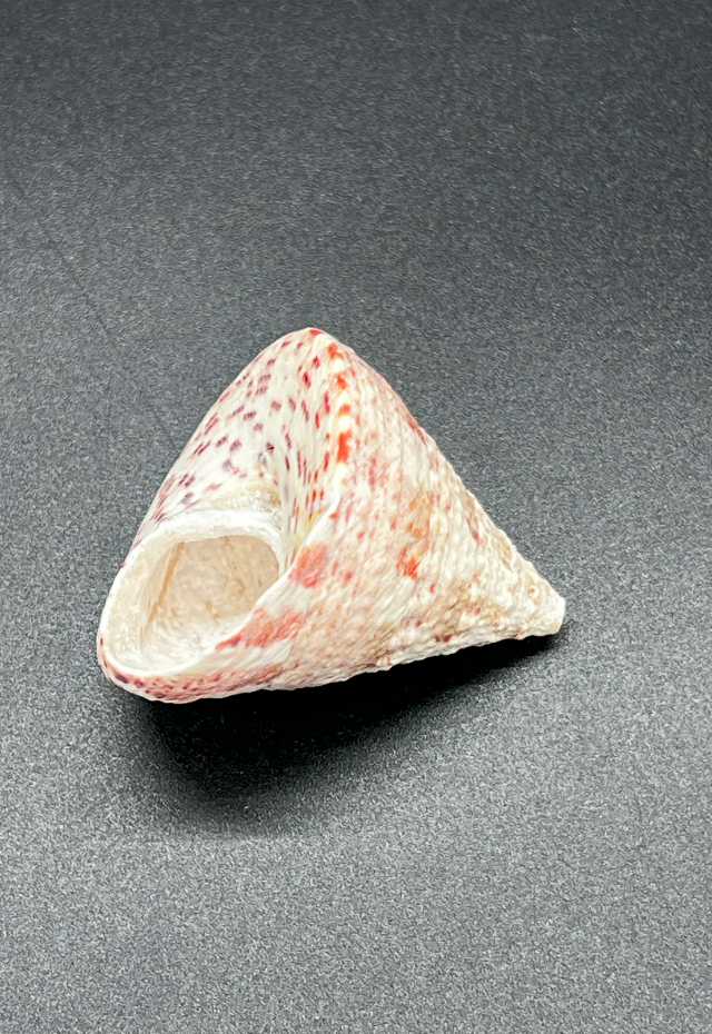 Tectus Conus, Philippines