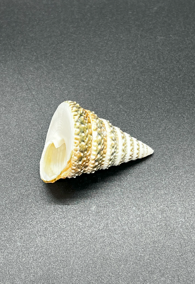 Tectus Triserialis, Philippines