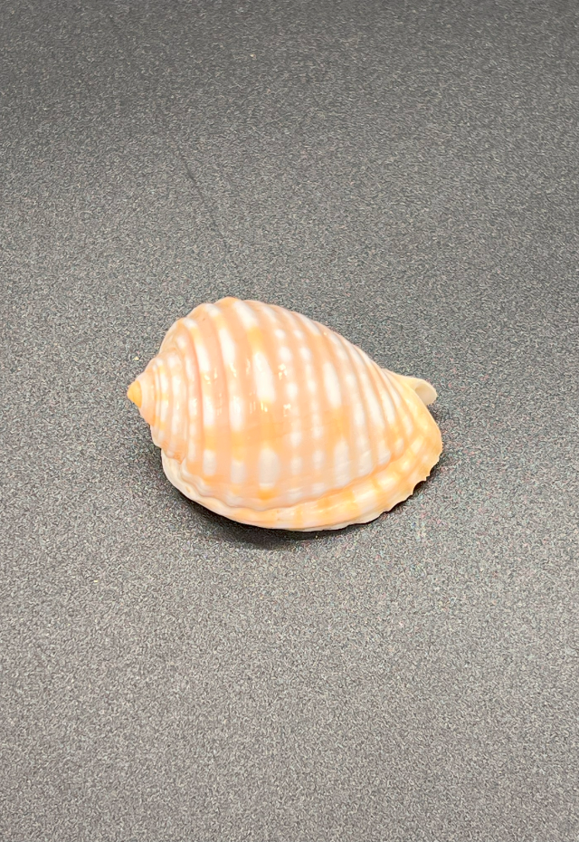 Tonna Pomum, Philippines