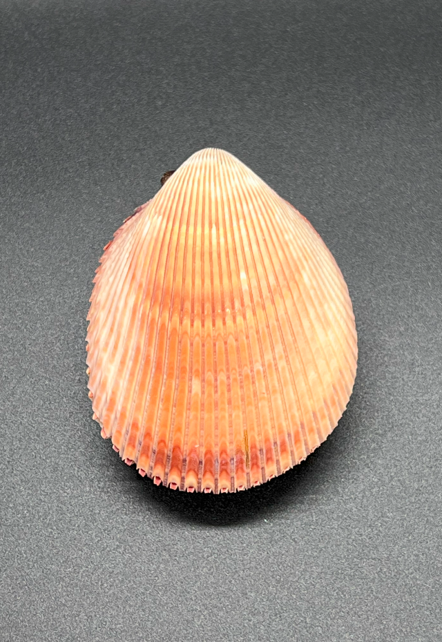 Trachycardium Elongatum, Philippines