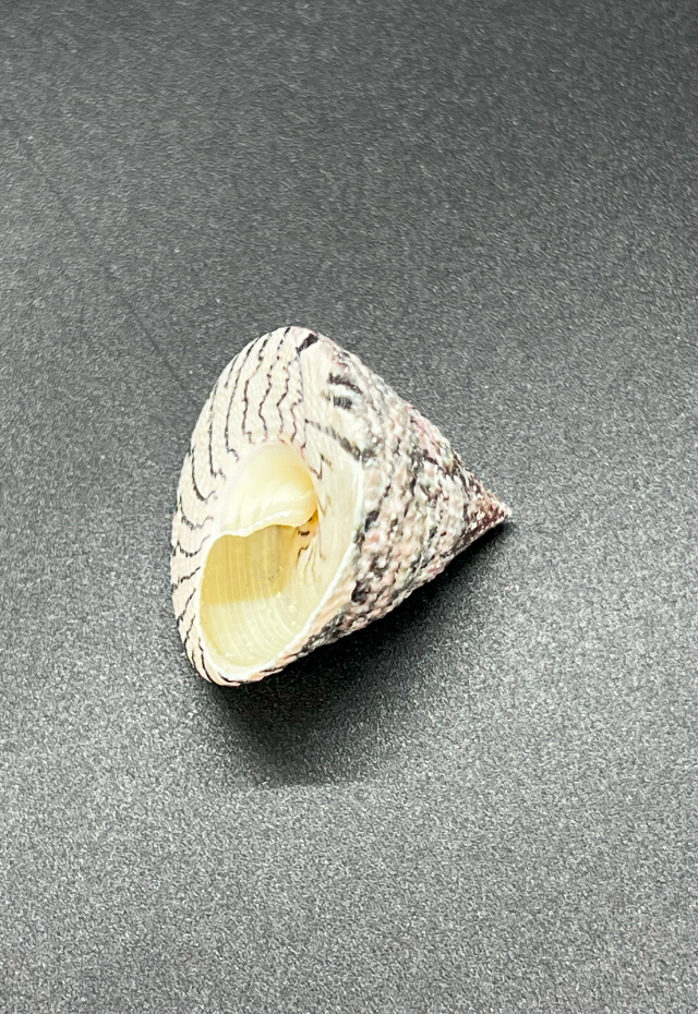 Trochus Maculatus, Philippines