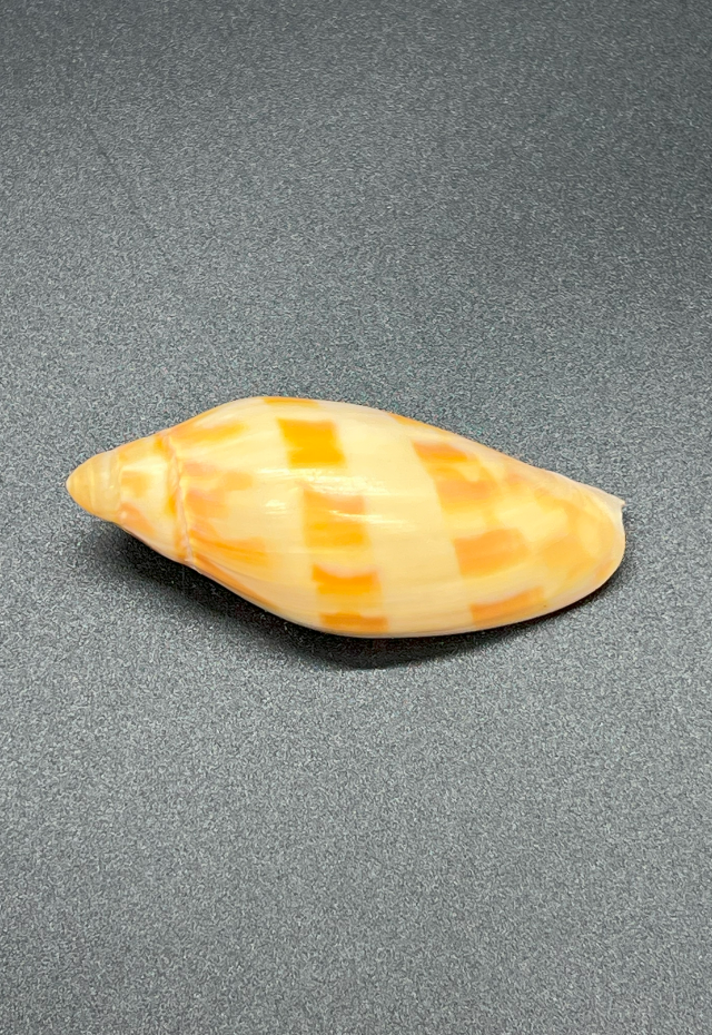 Voluta Maculata, Queensland Australia