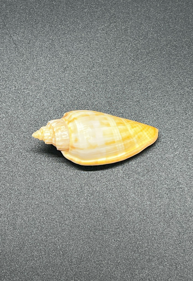 Voluta Semirugata, South Africa