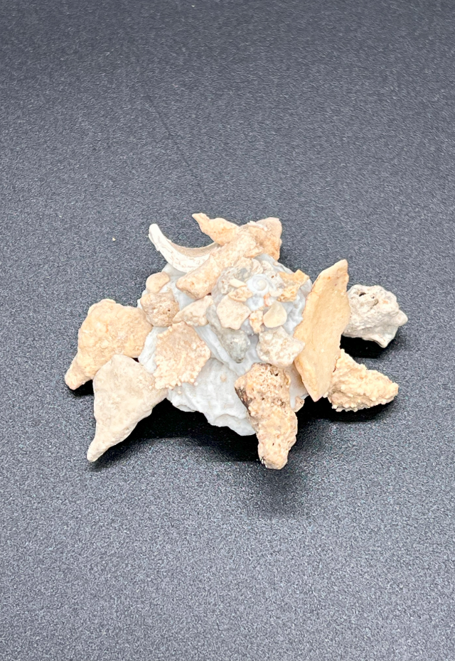 Xenophora Mekranensis, Philippines