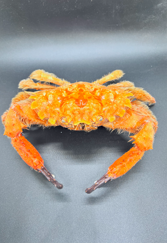 Etisus Splendidus, Philippines