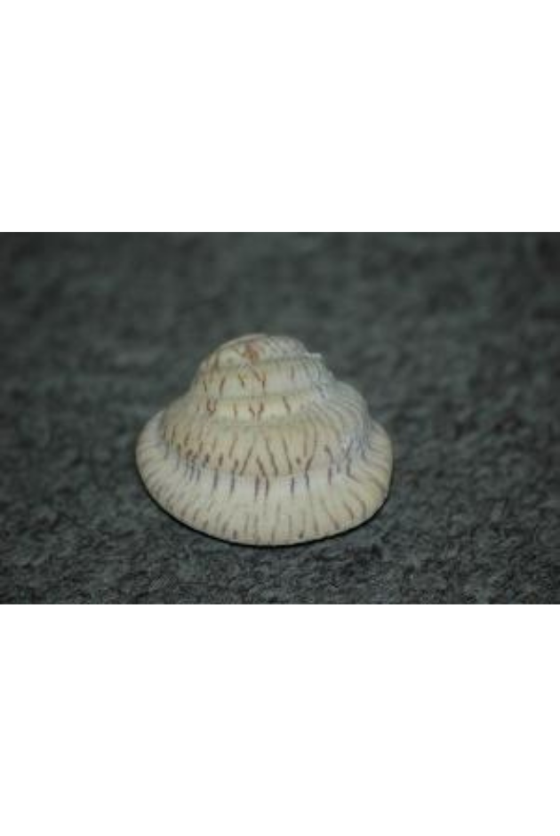 Anomalocardia Tumens, Gulf of California, Mexico