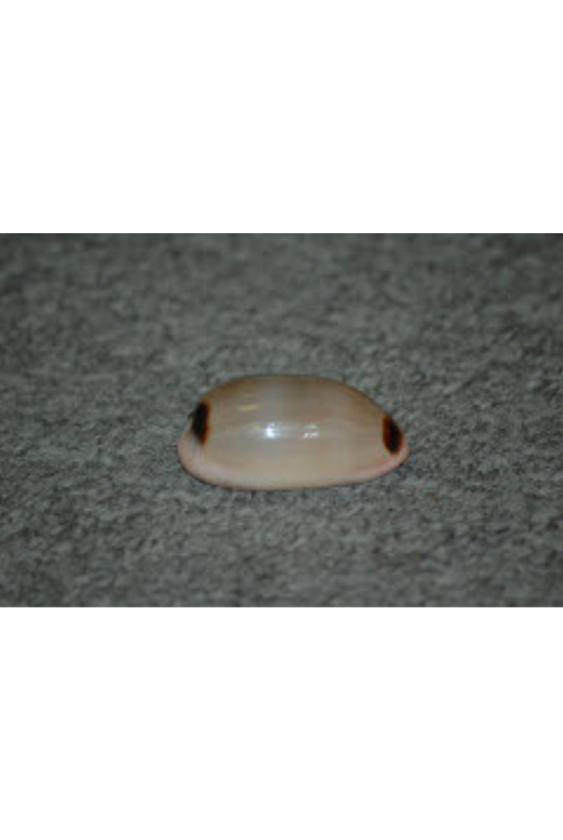 Cypraea Pulchra, Oman