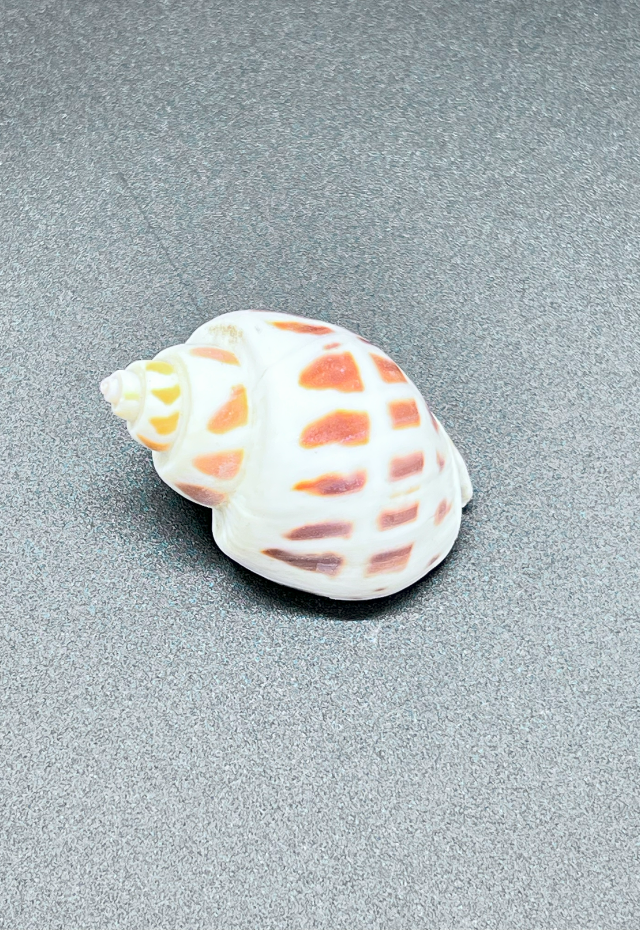Babylonia Areolata, Taiwan