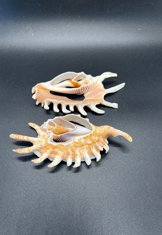 Center Slice Lambis Milepeda from Philippines