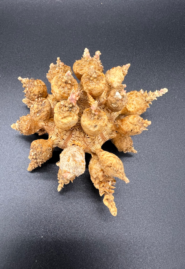 Mani-Mani Urchin, Philippines