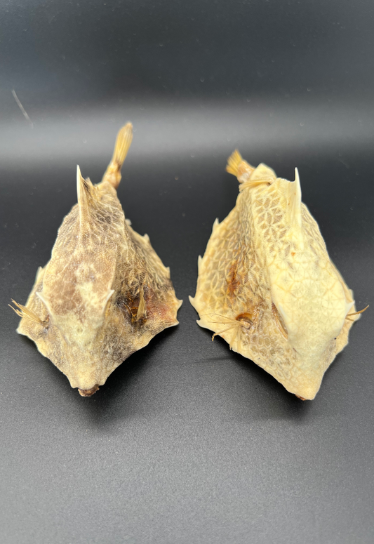 Humpback Turret Fish, Philippines (Tetrosomus Gibbosus)