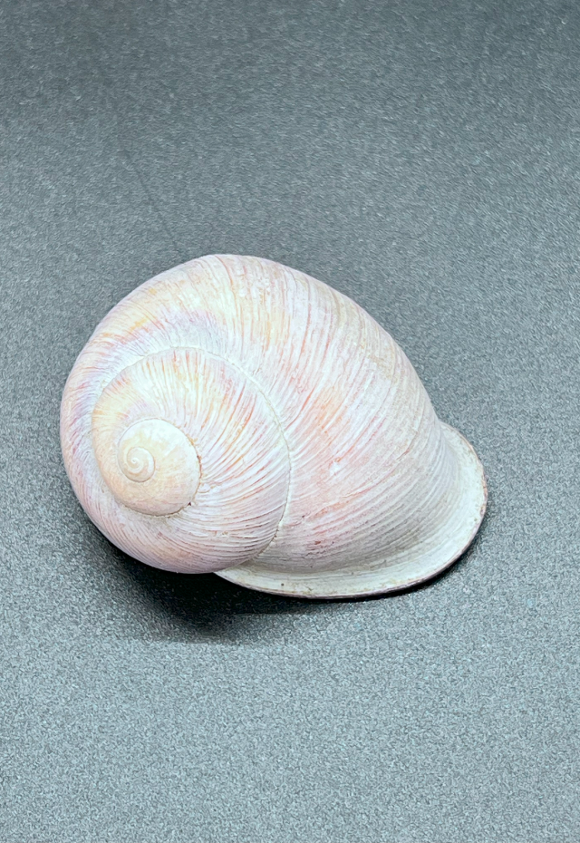 Acavus Phoenix, Sri Lanka