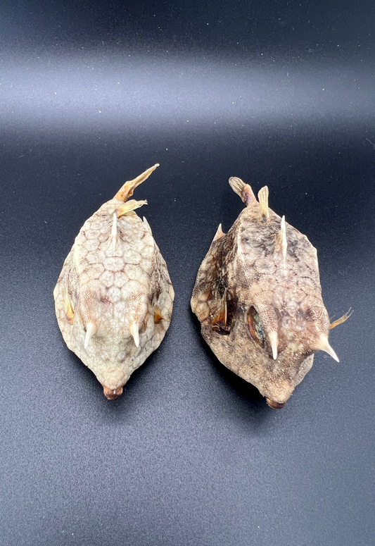 Cow Fish, Philippines (Lactoria Diaphana)