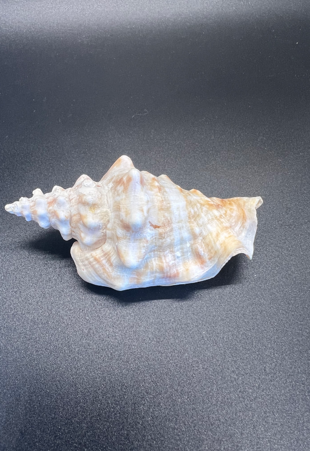 Strombus Granulatus, Gulf CA Mexico