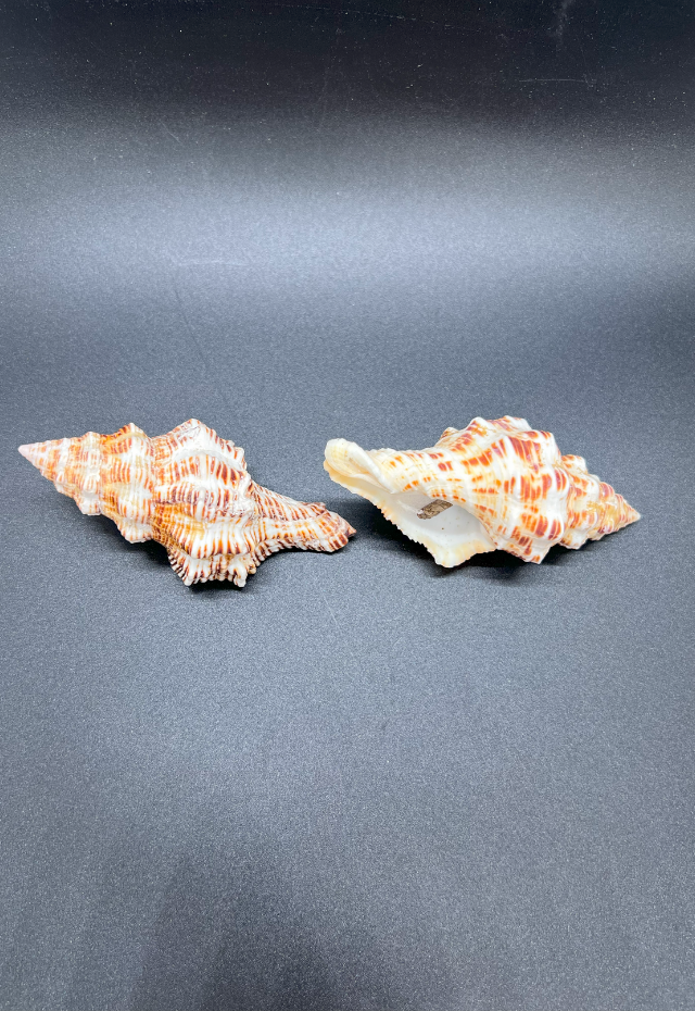 Latirus Polygonus, Philippines