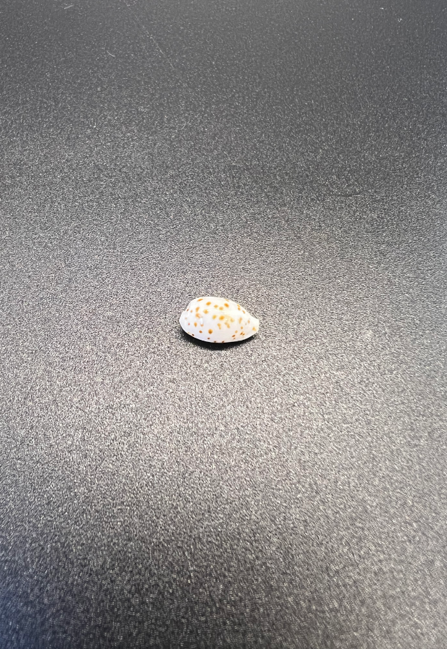 Cypraea Punctata, Philippines