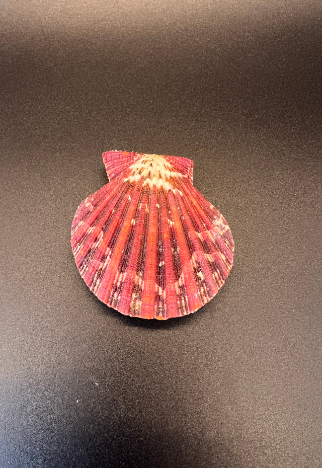 Pecten Palium, Philippines