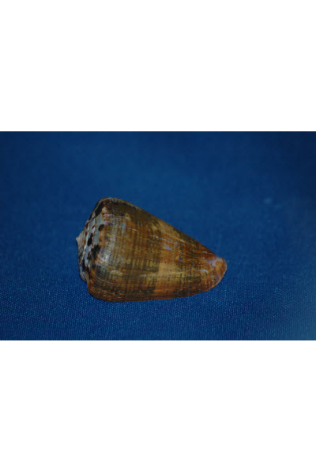 Conus Purpurascens, Panama