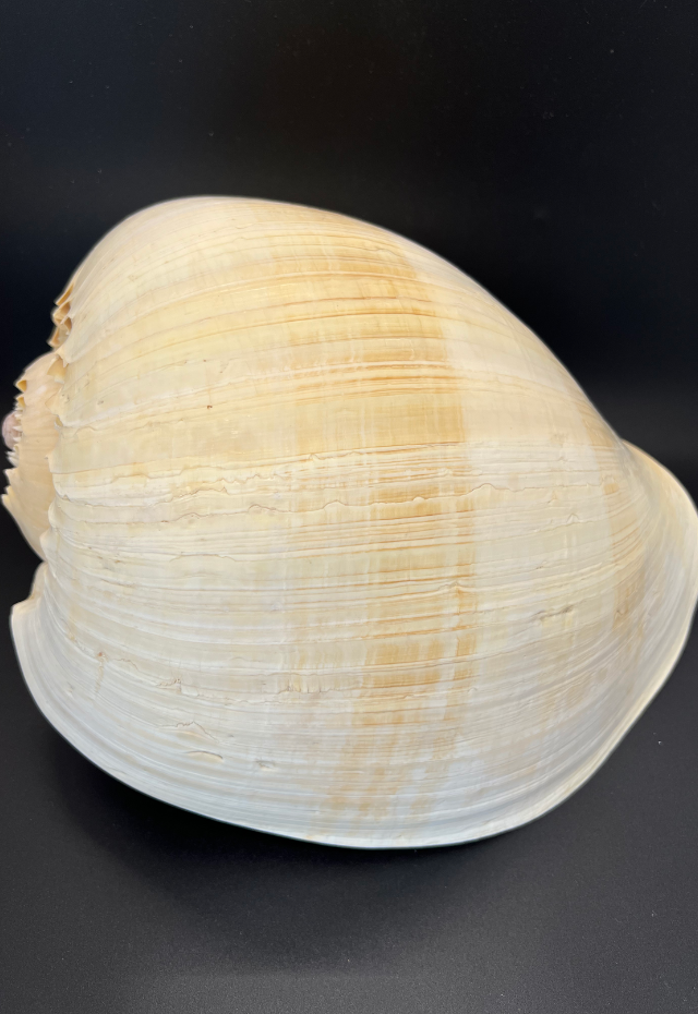 Voluta Aethiopicus, Philippines