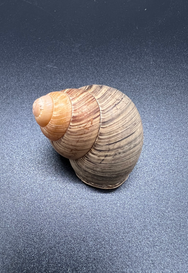 Helicostyla Pithogaster, Philippines