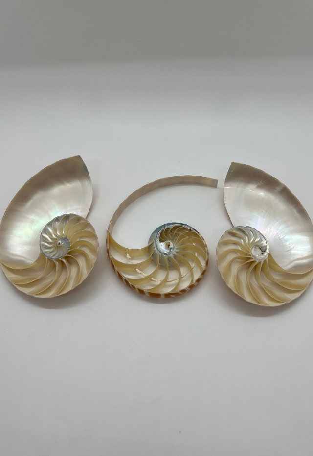 Center Cut Nautilus Pompilius, Philippines