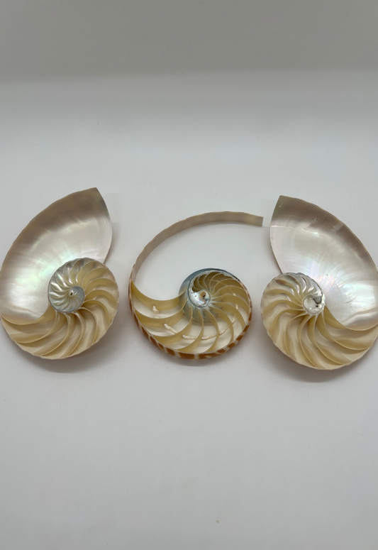 Center Cut Nautilus Pompilius, Philippines