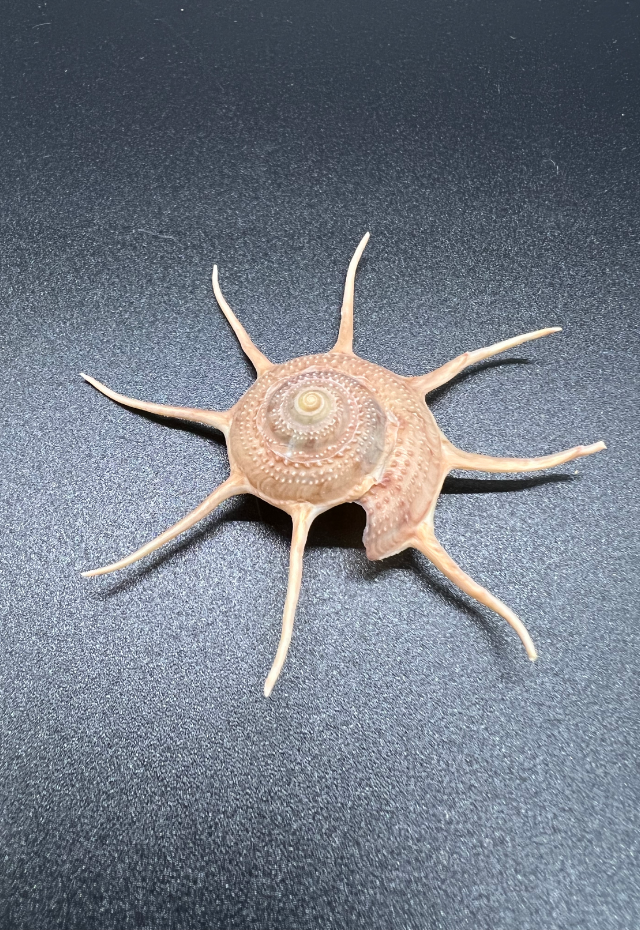 Guildfordia Yoca, Philippines