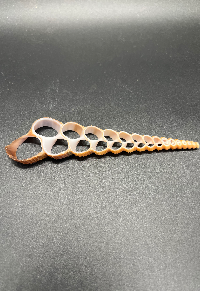 Center Slice Terebra Turitella, Philippines