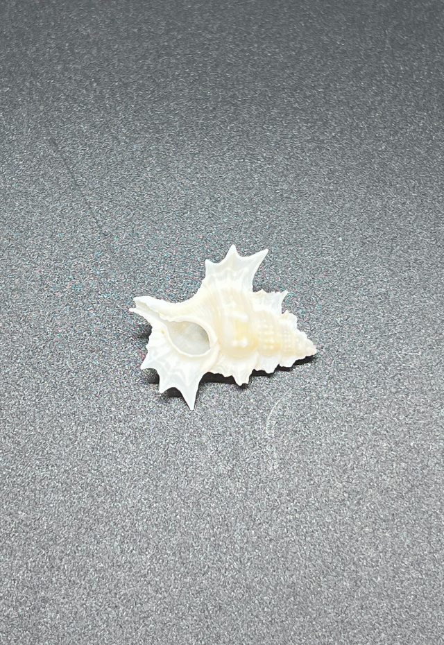 Apollon Perca, Philippines