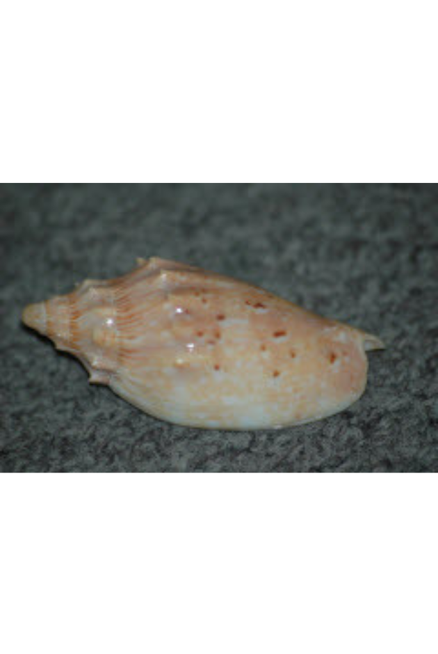 Voluta Complexa, Australia