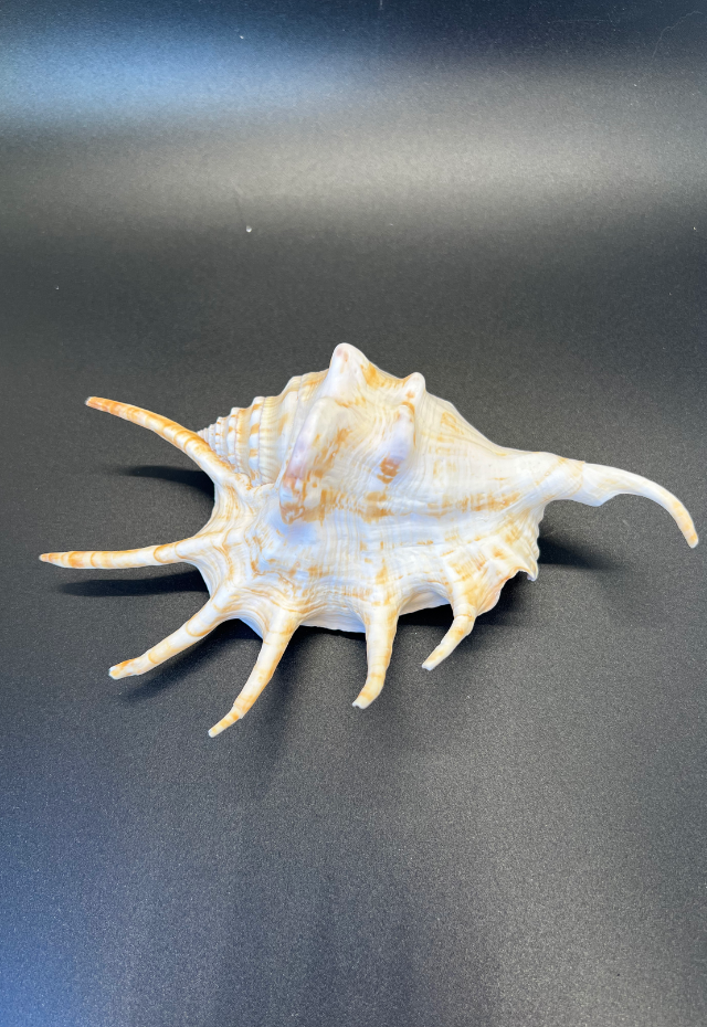 Lambis Lambis, Philippines