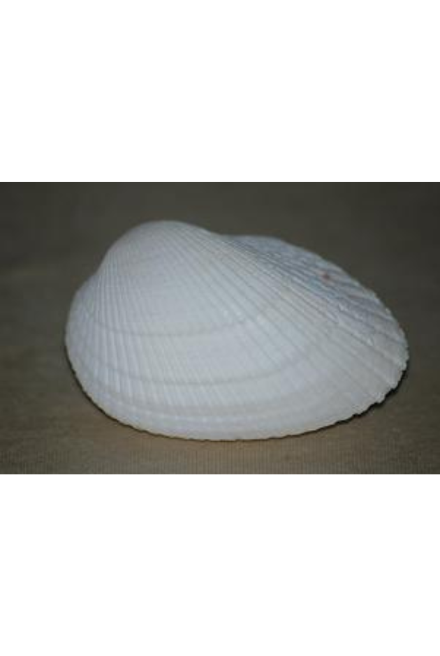 Arca Species, Mauritius