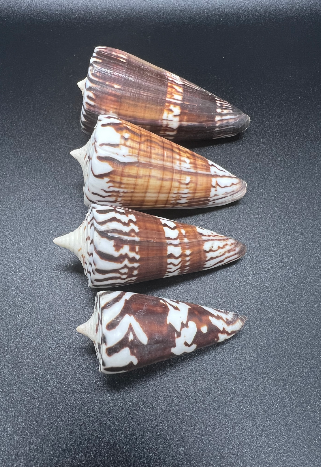 Conus Generalis, Philippines