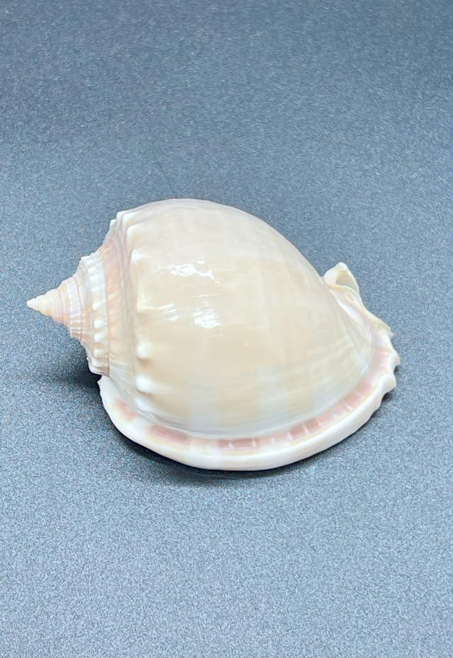 Cassis Glauca, Philippines