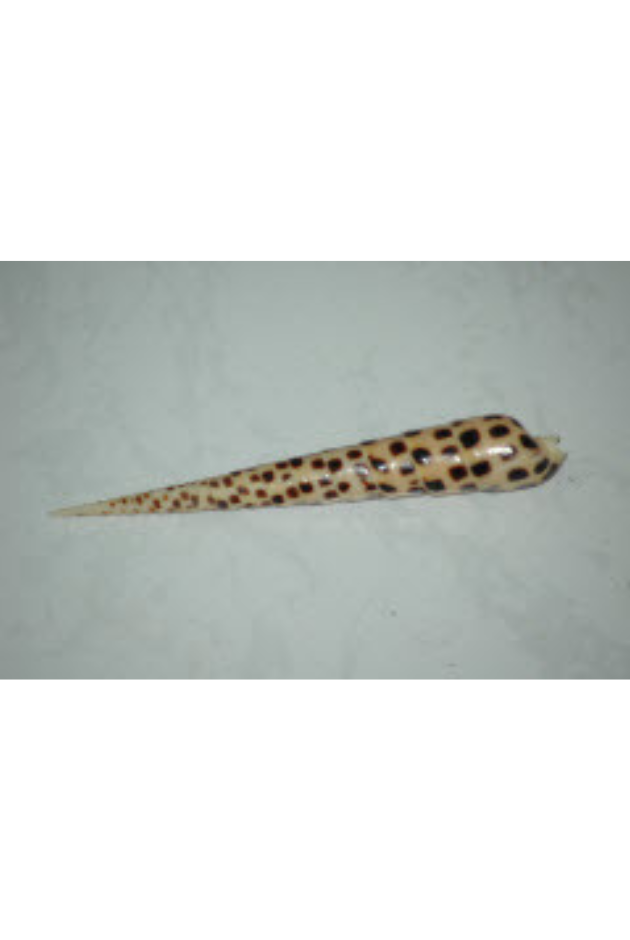 Terebra Subulata, Philippines