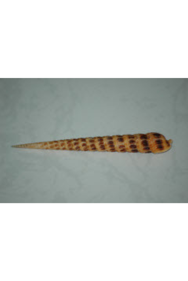 Terebra Pretiosa, Philippines