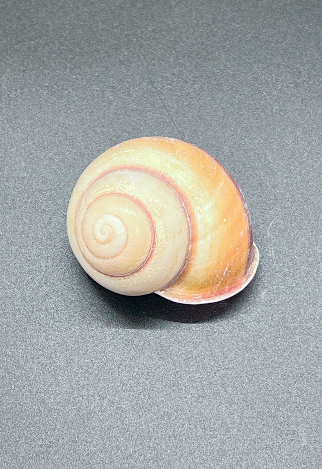 Helicostyla Pan, Philippines