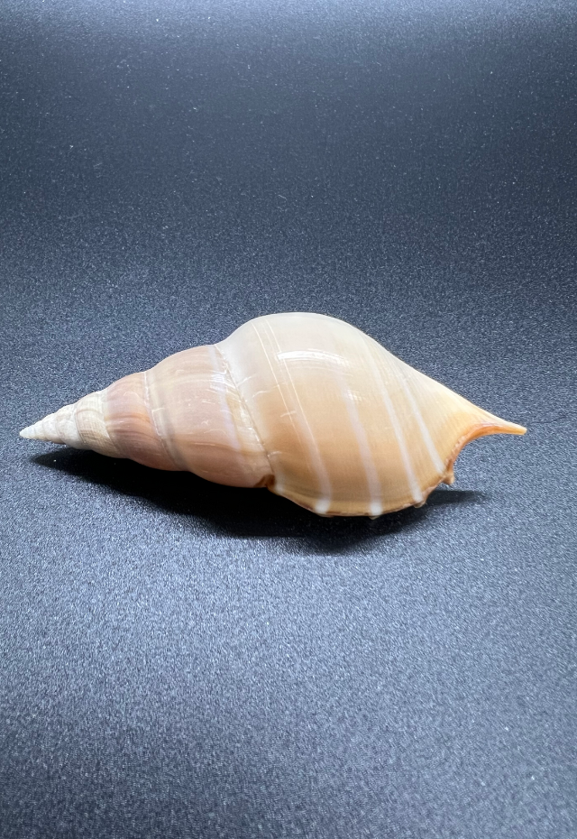 Tibia Delicatula, India