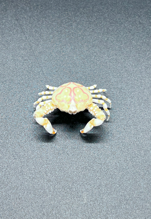 Leucusia Anatum, Philippines