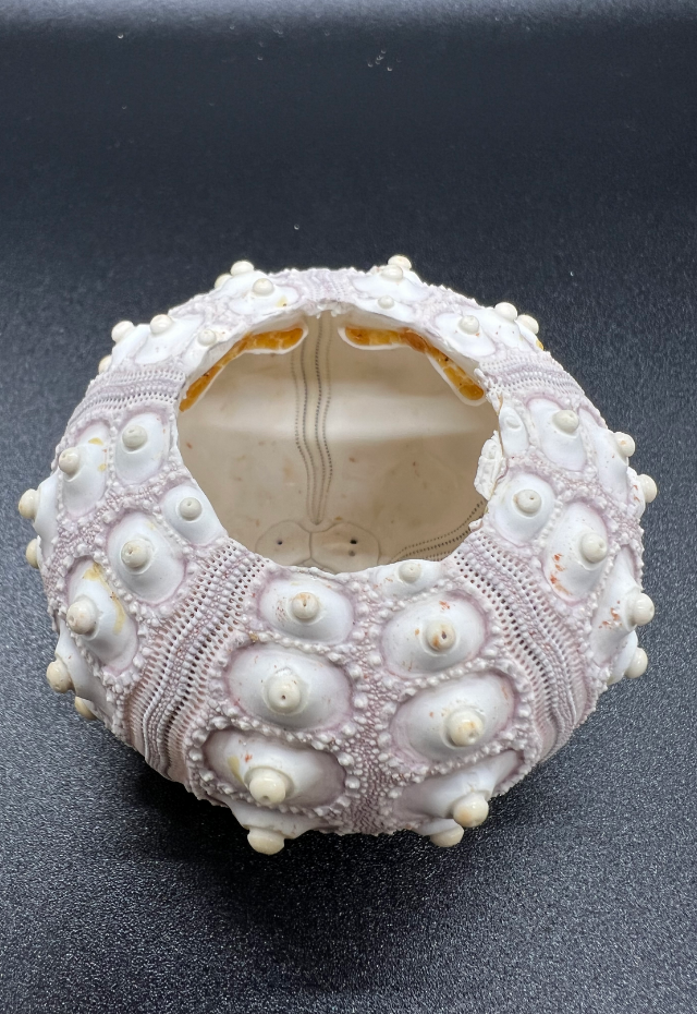 Sea Urchin, Sputnik, Prionocidaris Baculosa, Philippines