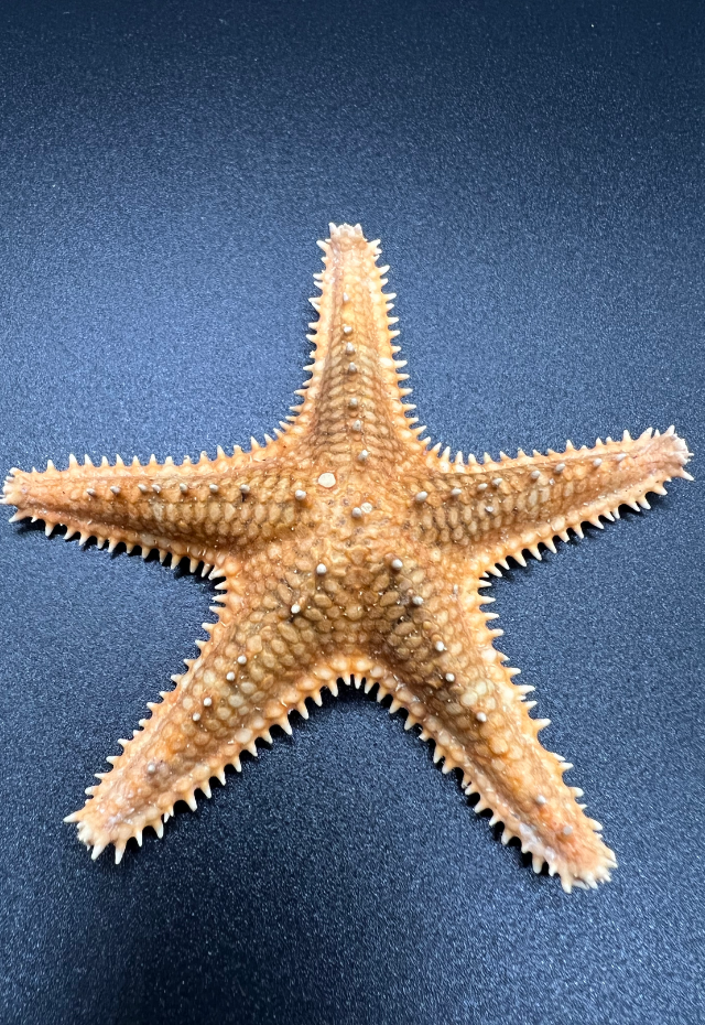 Thorn Starfish, Astropecten Polyacanthus, Philippines