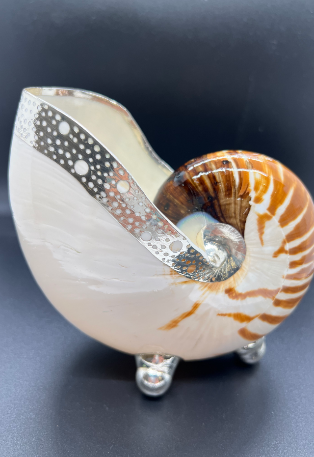 Nautilus Pompilius with Brass Stand, Philippines