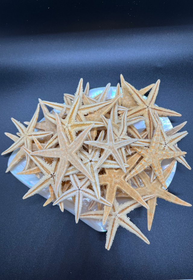 Starfish, Astropecten Polyacanthus (50pcs), Philippines