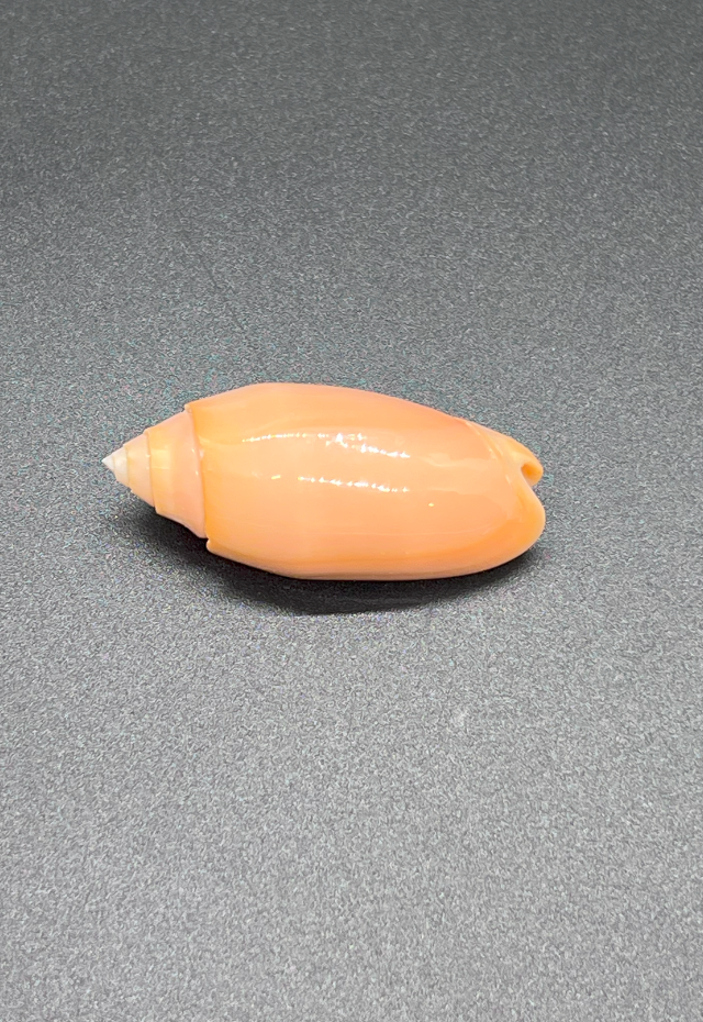 Oliva Annulata Carnicolor, Philippines