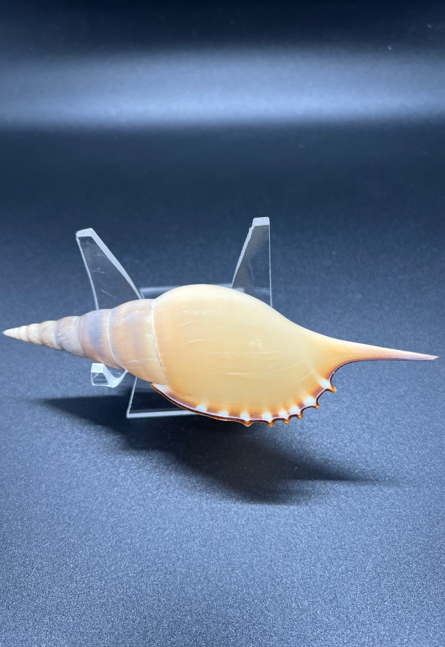 Tibia Martini, Philippines